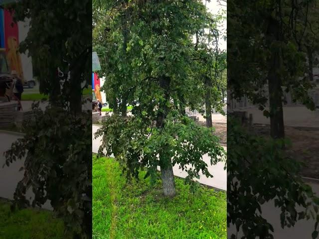 Рассказ Псковского гида о городе(отрывок из экскурсии)#псковскаяобласть #псков