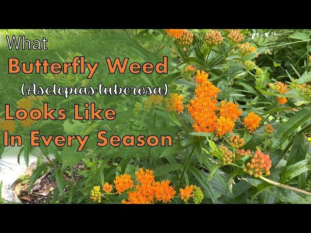 What Butterfly Weed (Asclepias tuberosa) Looks Like in Each Season