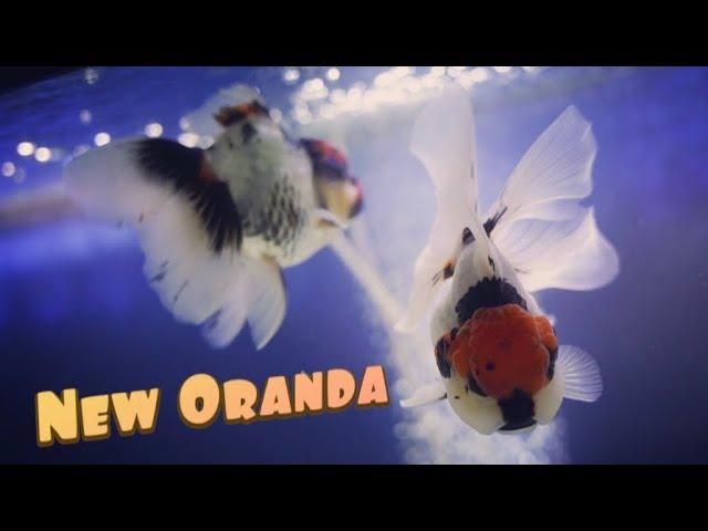 Buying Goldfish Oranda