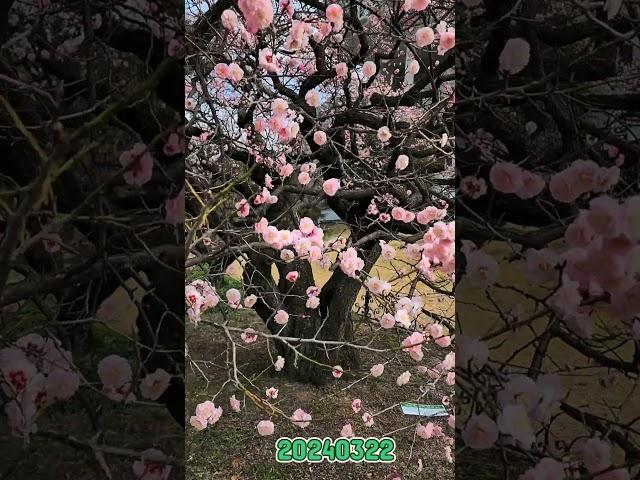 홍매화(박형렬)#shorts#홍매화#전남대홍매2024-6