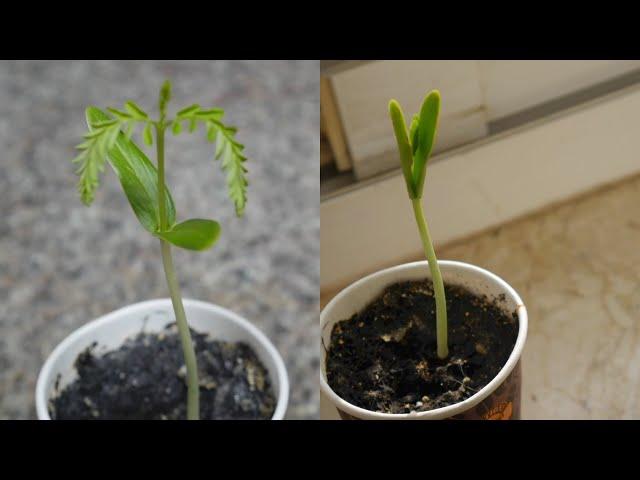 Gulmohar aka Flame Tree Timelapse || Seed to Young Tree || Day 0 to Day 12 || Dubai Garden Adventure