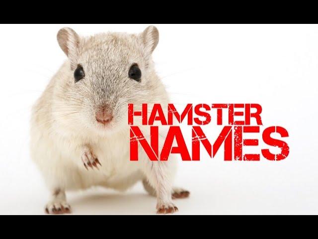 girl Hamster names beginning with v