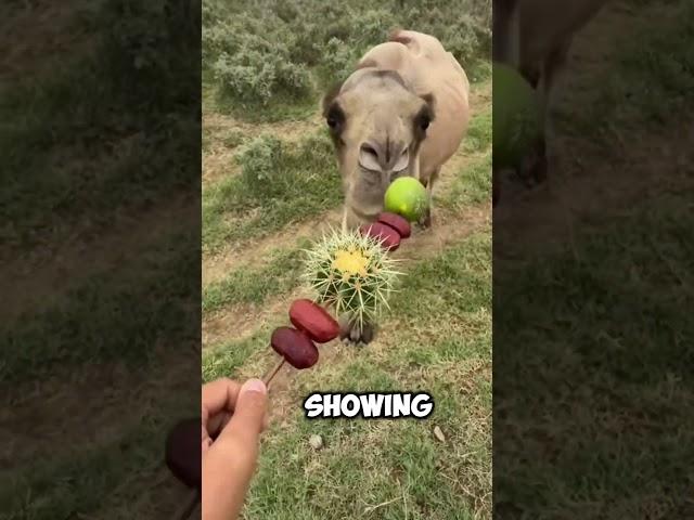 Why do people trick camels into eating cactus?