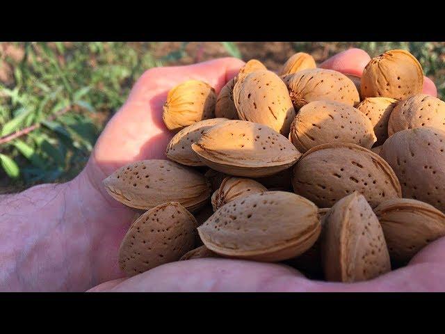 Как правильно посадить миндаль / Подвой для персика / how to plant almonds