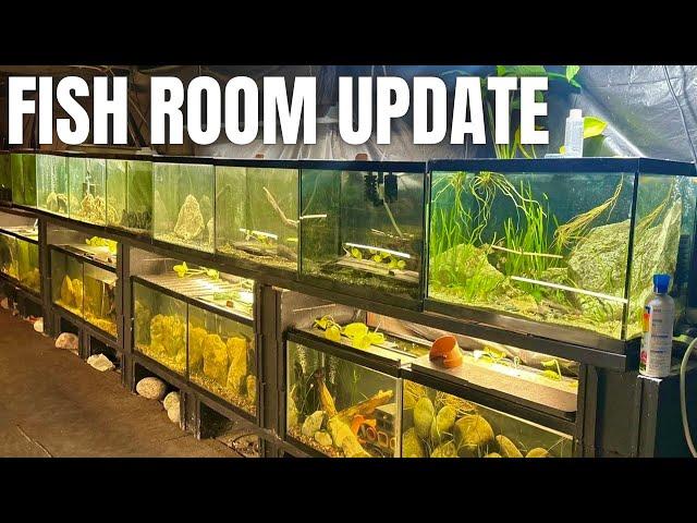 THE FISH ROOM IS COMING BACK TO LIFE | FISH ROOM UPDATE