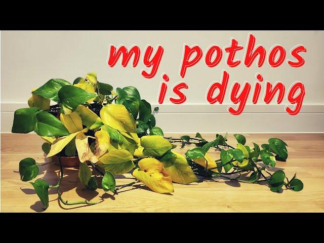 Reviving my dying pothos | post-vacation plant vlog