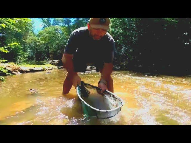 Exploro ríos y recolecto peces para pecera gigante. pesca urbana y acuario urbano