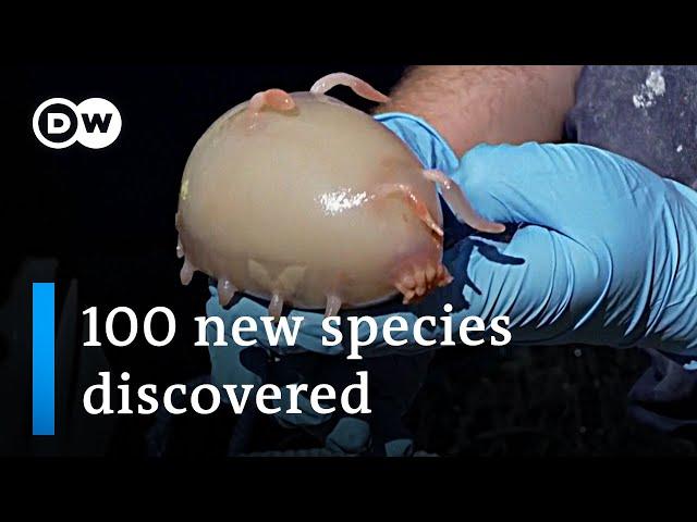 Scientists discover 100 new maritime species off New Zealand | DW News