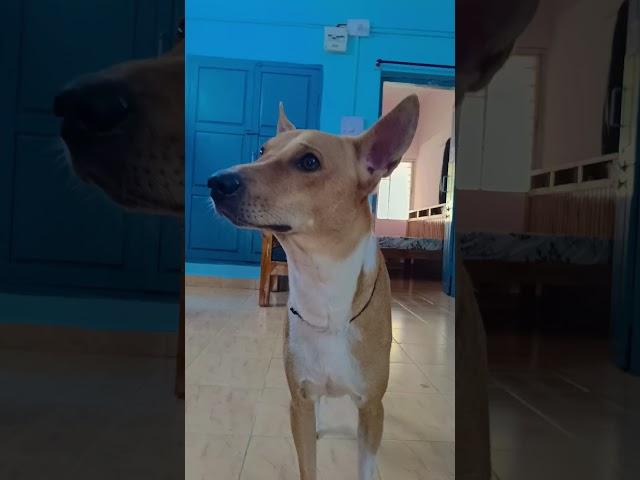 dame tu cosita  BACK IN TREND