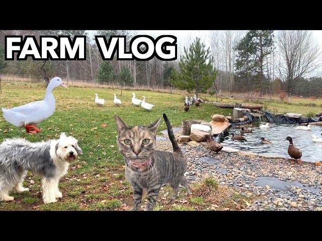 Small Farm Life: Duck Pond Winterization