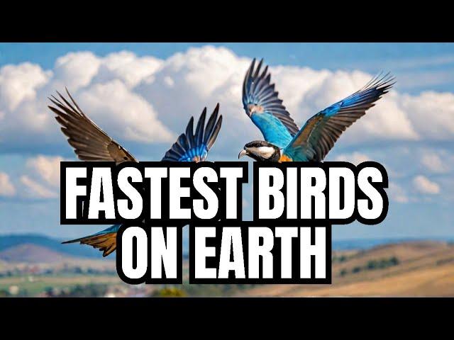 You Won't Believe the TOP 5 FASTEST Birds on the Planet!
