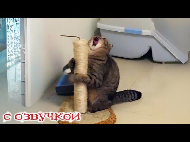 Funny Animal Videos 2024 - Funniest Dogs and Cats Videos #255