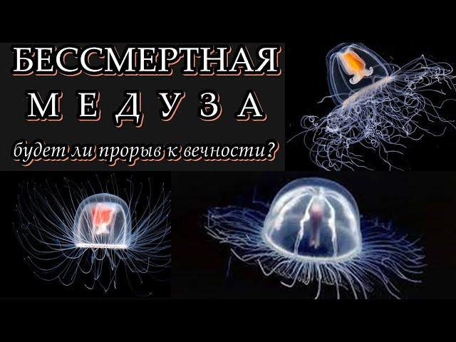 БЕССМЕРТНАЯ МЕДУЗА - Будет ли прорыв к вечности?