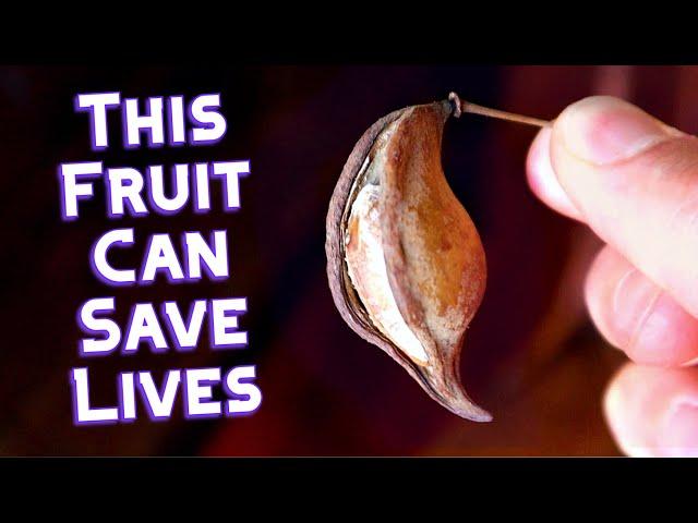 YEHEB - An Important Fruit You Probably Have Never Heard of - Weird Fruit Explorer