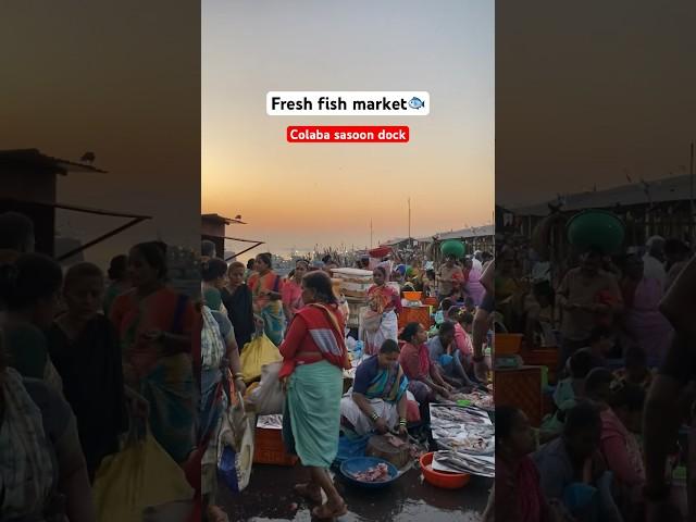 SASOON DOCK COLABA  FRESH FISH MARKET #colaba #fishmarket #fish #shorts #viral