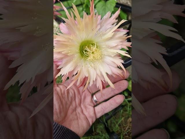 Super Apricot #cactus #flowers #nature #gardening #cactusjerk