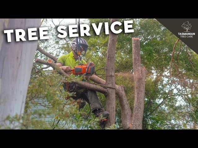 ARBORIST TREE SERVICES FOR HOBART & SOUTHERN TASMANIA