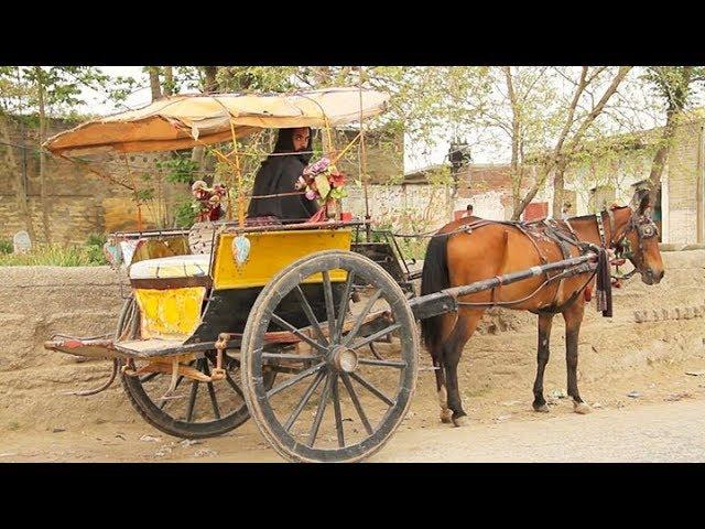 VILLAGE LIFE IN PAKISTAN  (Yar Hussain, Sard Cheena) SWABI