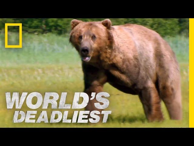 Grizzly Bear Attacks Prey | World's Deadliest