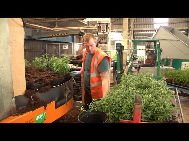 Palmstead Nurseries growing trees, shrubs and perennials (wholesale plant nursery)