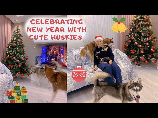 Celebrating New Year with cute huskies (Merry Christmas)