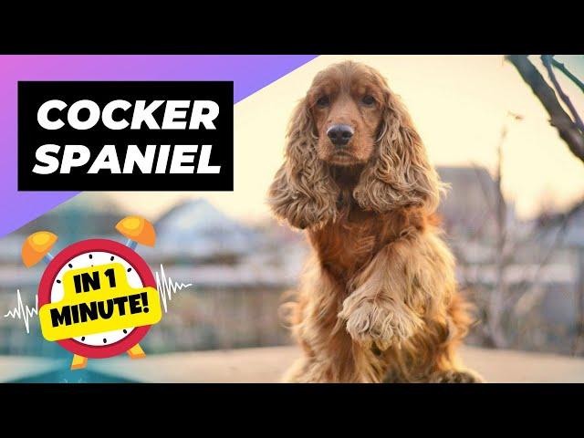 Cocker Spaniel - In 1 Minute!  One Of The Smallest Dog Breeds In The World | 1 Minute Animals