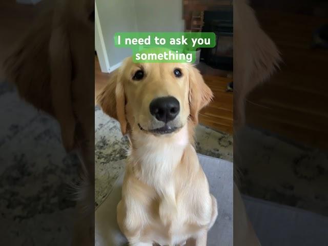 Egg head needs to ask you something #egghead #funnypuppy #funnydog #funny