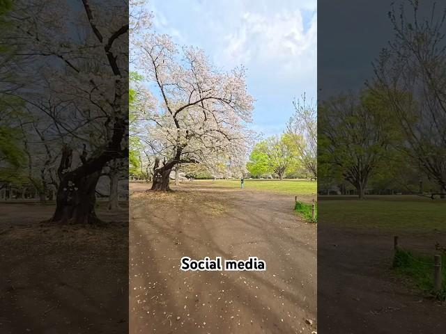 Cherry blossom in Japan : Social media vs Reality #sakura  #socialmedia #socialmediavsreality