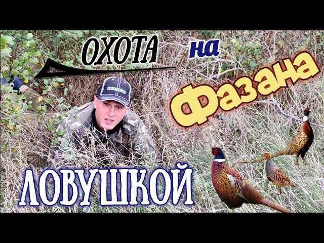 ЛОВУШКА на ФАЗАНа/куроПАТКУ. Выпустил всех фазанов. Охота на фазана ловушками