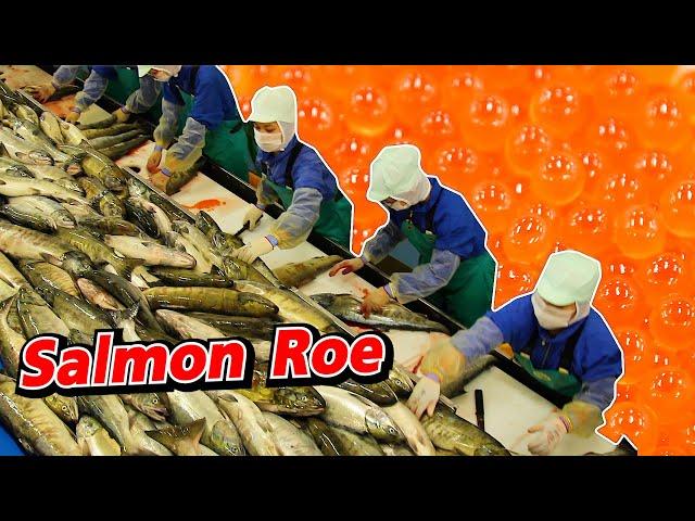 [Eng Sub] Salmon roe | บุกโรงงานไข่ปลาแซลมอนญี่ปุ่น!!! Kesennuma Part1 | SugoiJapan | Ep333