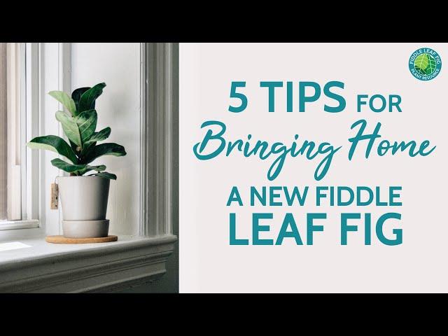 5 Tips for Bringing Home A New Fiddle Leaf Fig | Fiddle Leaf Fig Plant Resource Center