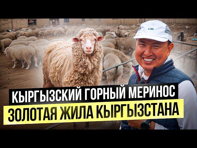 Кыргызская шерсть лучше Австралийской!? – Сколько приносит разведение овец Горный Меринос?