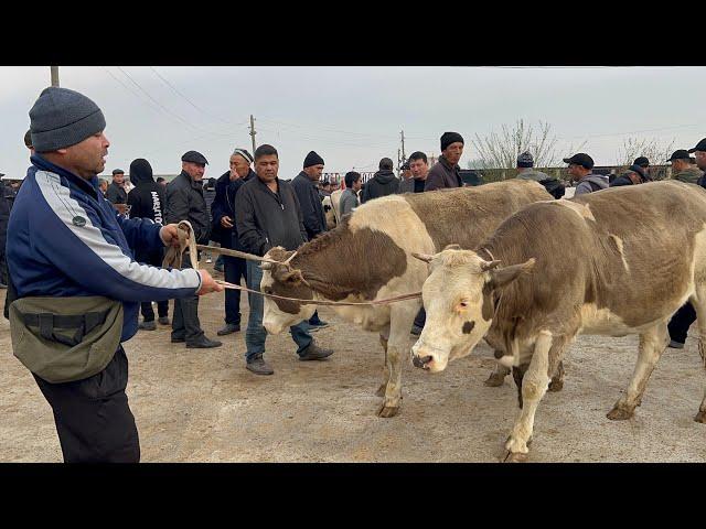 Beshariq mol bozori sigirlar va ģunajinlar narhlari bilan tanishing 27.10.2024yil