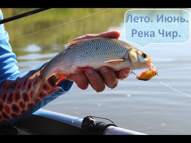 Лето. Июнь.  Река Чир.