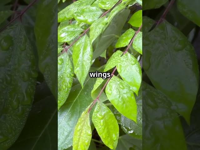  The Glasswing Butterfly – Nature’s Invisible Marvel! 