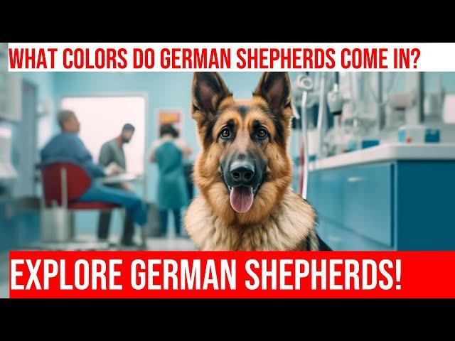 Meet the German Shepherds: Colors & Coat Variations Explained!