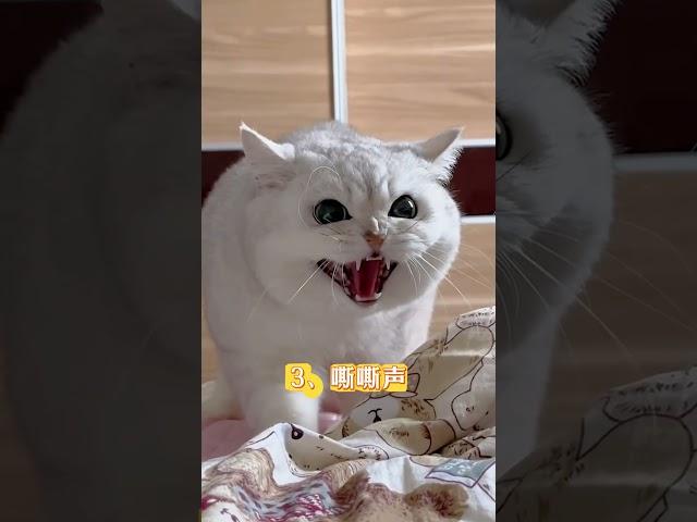 猫咪4种"救命声"！第2种最易被忽略 #新手养猫﻿ ﻿#养猫经验分享﻿ ﻿#科学养猫﻿ ﻿#养猫必看﻿ ﻿#猫咪求救﻿ ﻿#猫咪健康﻿ ﻿#养猫知识﻿ ﻿#养猫攻略﻿ ﻿#猫咪冷知识 #貓咪