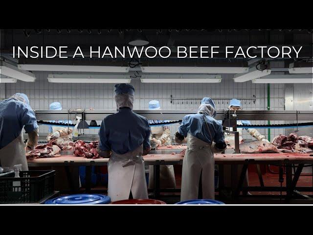 How Korea's Best Beef Is Made