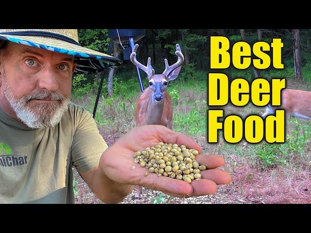 #1 Deer Food - Planting Food Plots - Creating Deer Haven