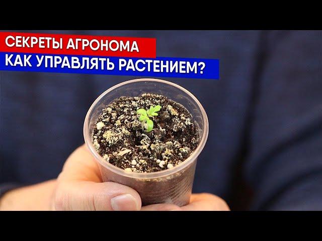 Секреты агронома - как управлять растением?