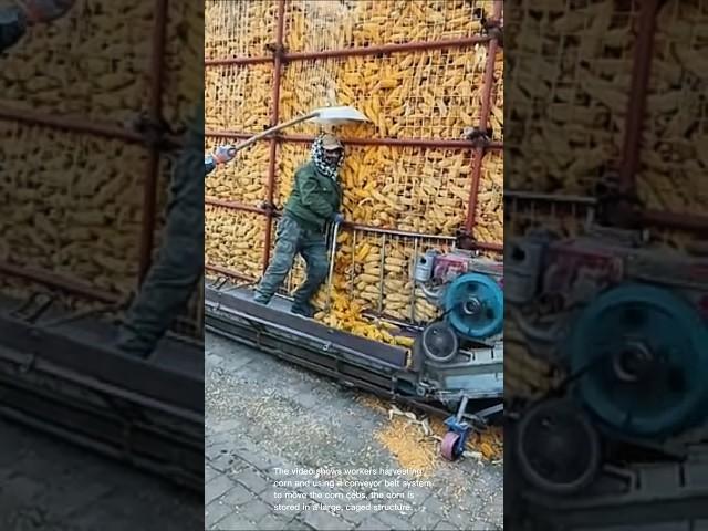 Corn harvest automation: witness the efficient transfer of corn cobs using a conveyor belt system!