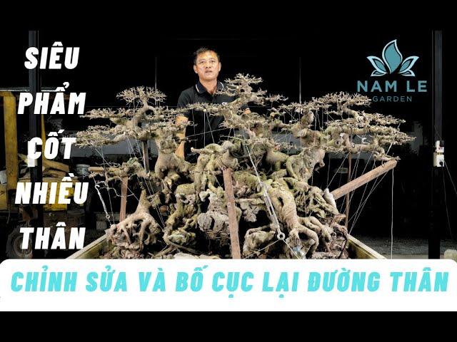 Chỉnh sửa một tác phẩm quý, cây sanh nhiều thân | NamLe Bonsai