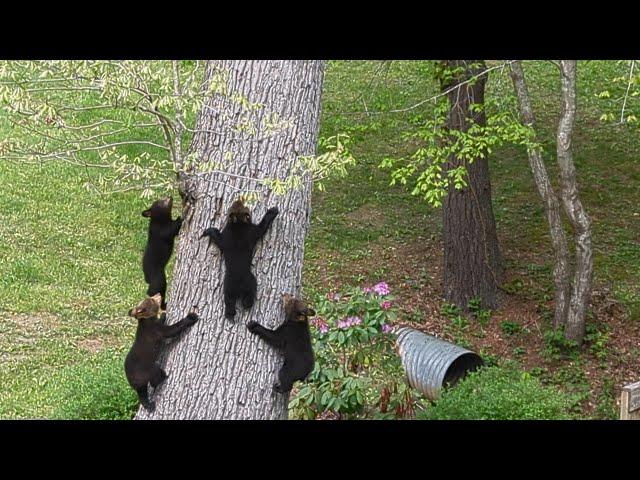 Bear Simone's Cubs Busy Sunday — Part 2 of 3