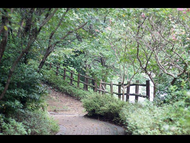 the sound of nature, the cuckoo and the beautiful birds. sound nature