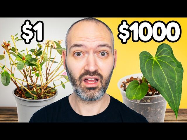 $1 vs $1000 Plant!