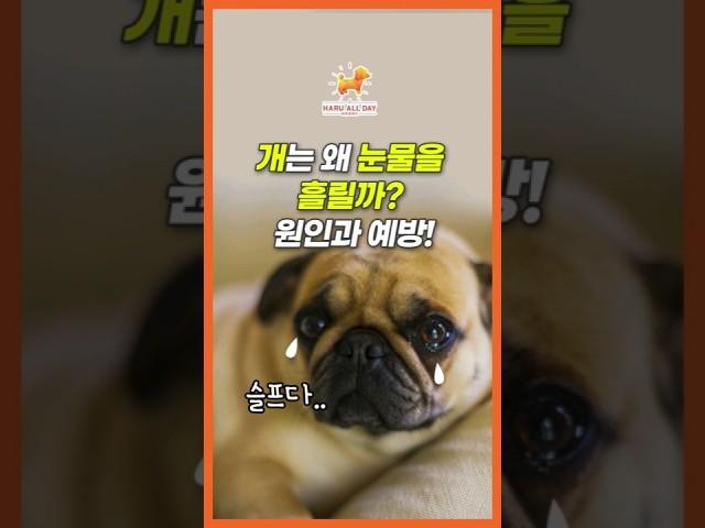 개는 왜 눈물을 흘릴까? 원인과 예방은?! #강아지 #강아지건강 #반려견
