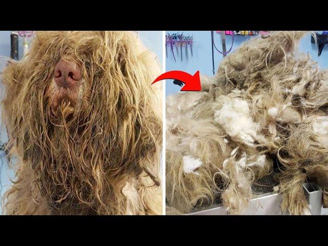 Groomer Opens In Middle Of Night To Give Dog An Emergency Makeover