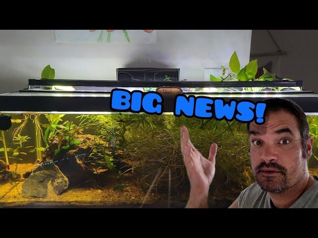 Father Fish Tank Setup: With An Insane Twist!