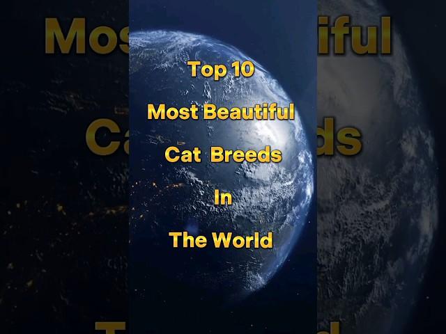 Top 10 Most Beautiful Cat Breeds In The World #shorts #trending #viral #ytshorts #cat #top10