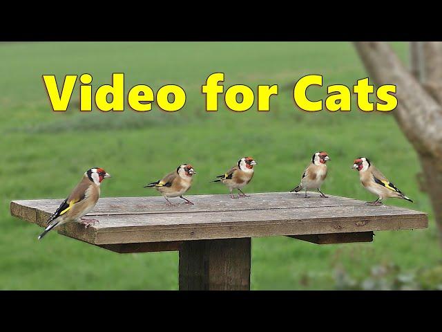 Cat TV ~ Birds Spectacular in 4K ⭐ 8 HOURS ⭐ Paul Dinning Videos for Cats